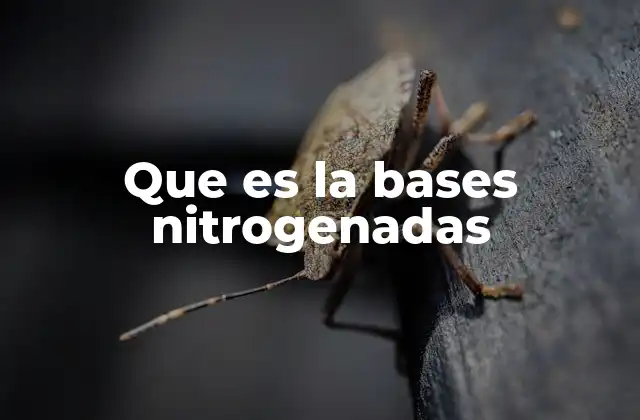 Que es la Bases Nitrogenadas