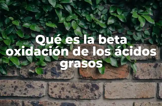 Qué es la Beta Oxidación de los Ácidos Grasos