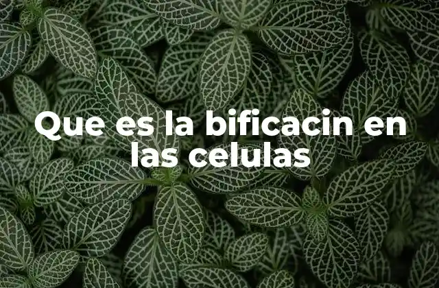 Que es la Bificacin en las Celulas
