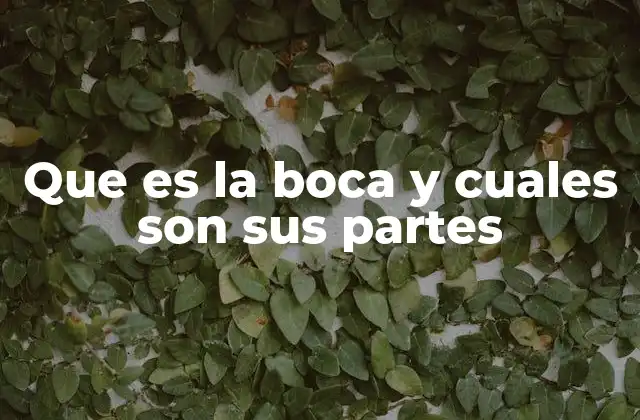 Que es la Boca y Cuales Son Sus Partes