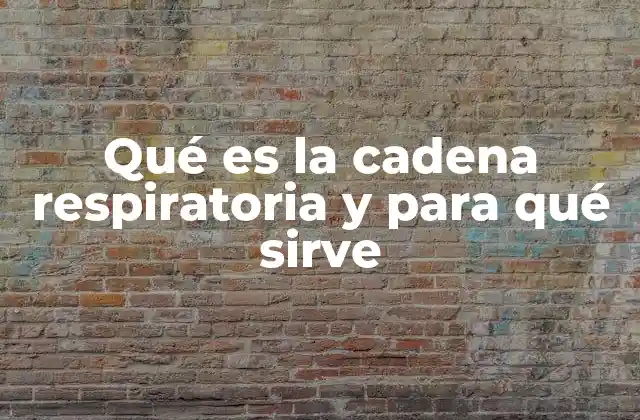 El papel de la mitocondria en la producción energética celular