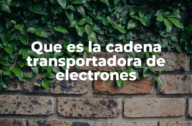 Que es la Cadena Transportadora de Electrones