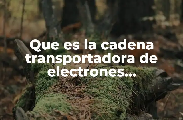 Que es la Cadena Transportadora de Electrones Mitocondrial