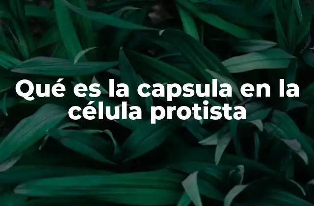 Qué es la Capsula en la Célula Protista 2 La estructura de la envoltura externa en los protistas