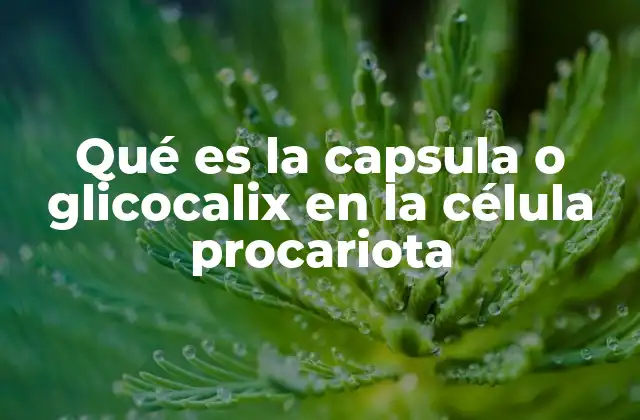 Qué es la Capsula o Glicocalix en la Célula Procariota