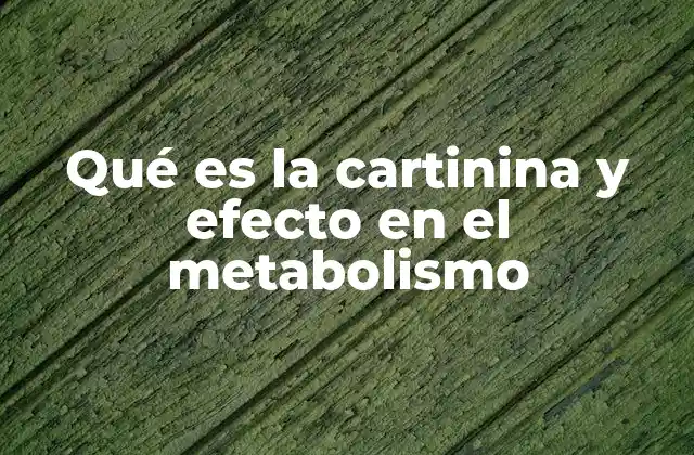 Qué es la Cartinina y Efecto en el Metabolismo
