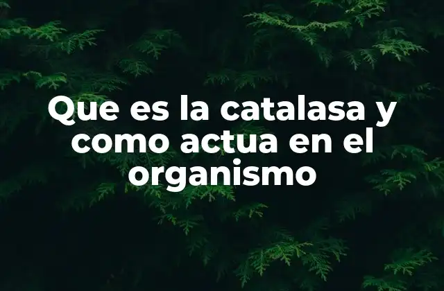Que es la Catalasa y como Actua en el Organismo