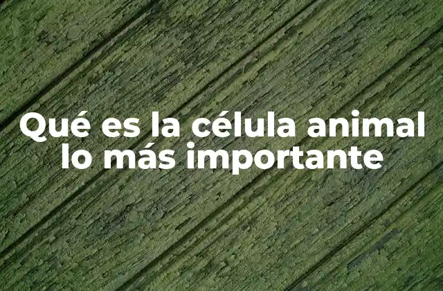 Qué es la Célula Animal Lo Más Importante