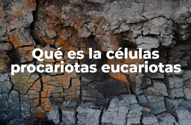 Diferencias entre células procariotas y eucariotas sin mencionar directamente el término