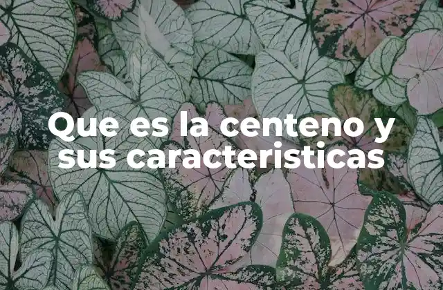 Que es la Centeno y Sus Caracteristicas