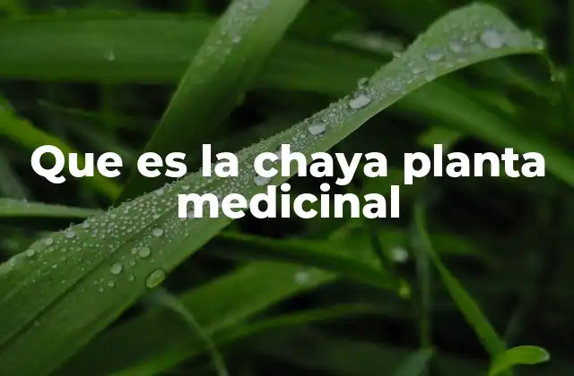 Que es la Chaya Planta Medicinal