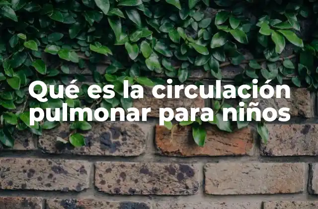 Qué es la Circulación Pulmonar para Niños 2 Cómo funciona el sistema circulatorio en los niños