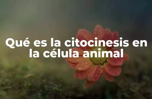 Qué es la Citocinesis en la Célula Animal