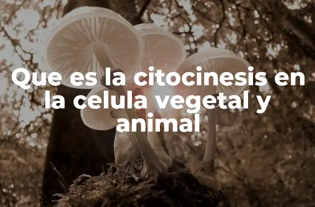 Que es la Citocinesis en la Celula Vegetal y Animal