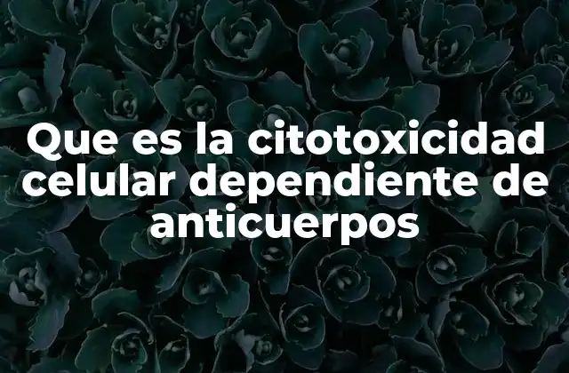 Que es la Citotoxicidad Celular Dependiente de Anticuerpos