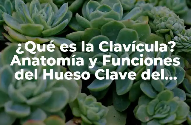¿qué es la Clavícula? Anatomía y Funciones Del Hueso Clave Del Cuerpo Humano