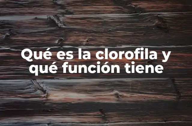 Qué es la Clorofila y Qué Función Tiene