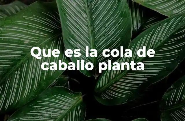 Que es la Cola de Caballo Planta