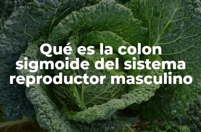 Qué es la Colon Sigmoide Del Sistema Reproductor Masculino