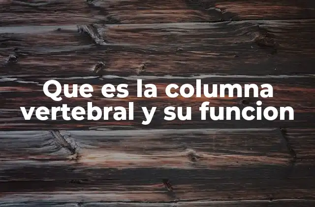Que es la Columna Vertebral y Su Funcion 2 La estructura anatómica detrás de la columna vertebral