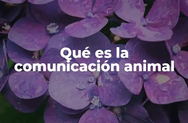 La importancia de la comunicación en el mundo animal