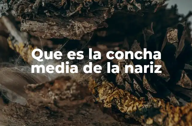 Que es la Concha Media de la Nariz 2 La función anatómica detrás de las estructuras nasales