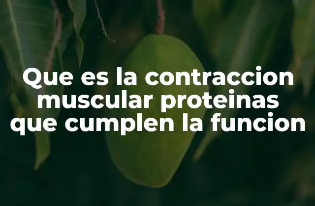 Que es la Contraccion Muscular Proteinas que Cumplen la Funcion