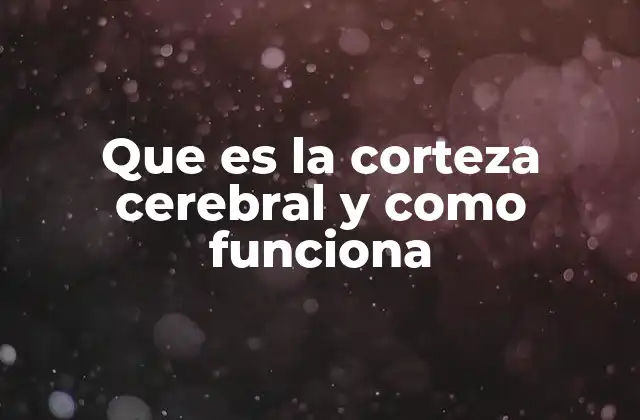 Que es la Corteza Cerebral y como Funciona