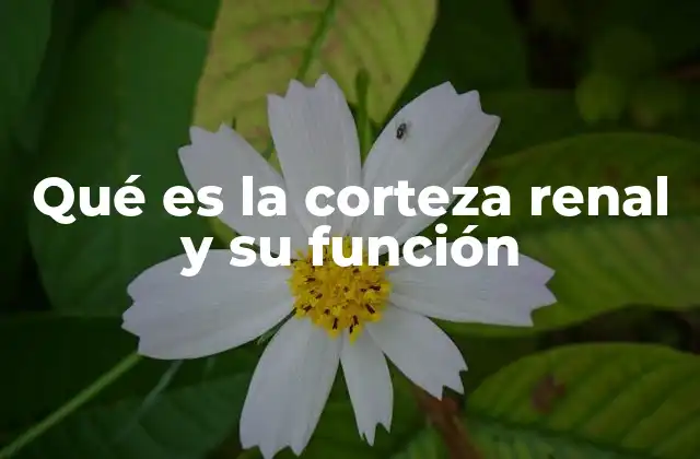 Qué es la Corteza Renal y Su Función