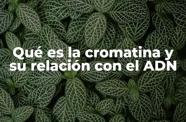 Qué es la Cromatina y Su Relación con el Adn
