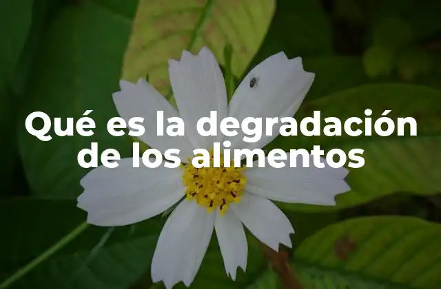 Qué es la Degradación de los Alimentos