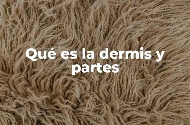 Qué es la Dermis y Partes