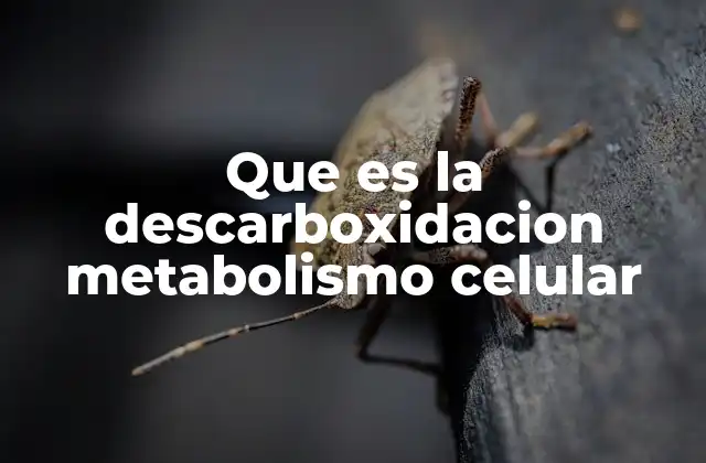 El papel de la descarboxilación en la respiración celular