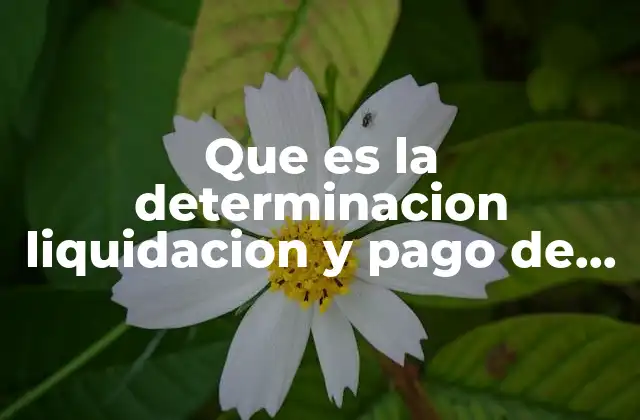 Que es la Determinacion Liquidacion y Pago de Impuestos