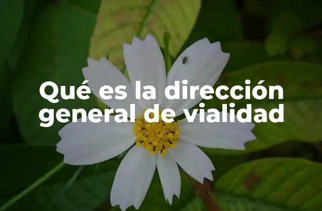 Qué es la Dirección General de Vialidad