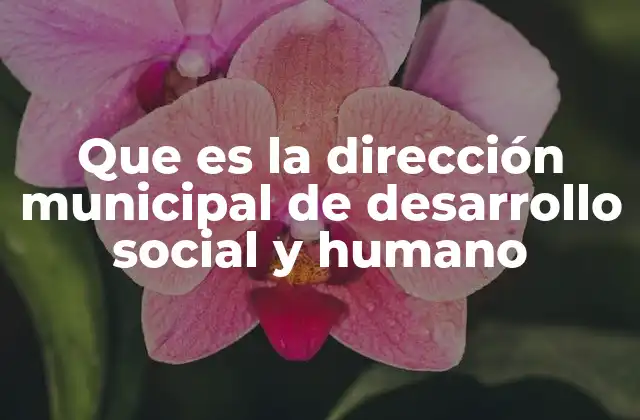 Que es la Dirección Municipal de Desarrollo Social y Humano