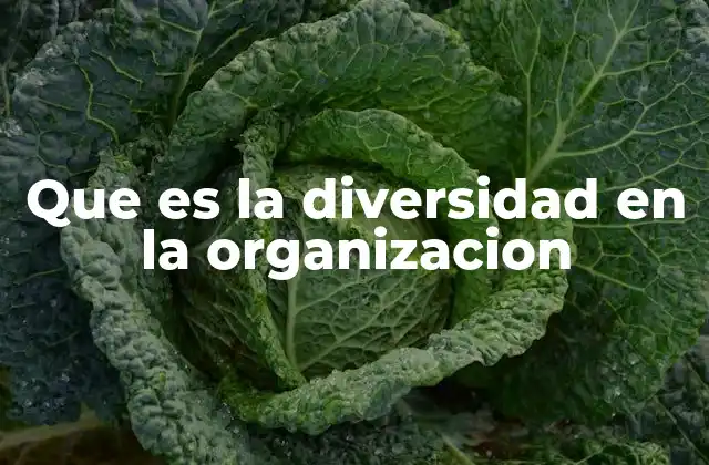Que es la Diversidad en la Organizacion 2 El impacto positivo de la diversidad en el entorno laboral