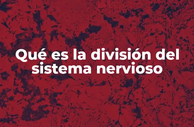 Qué es la División Del Sistema Nervioso