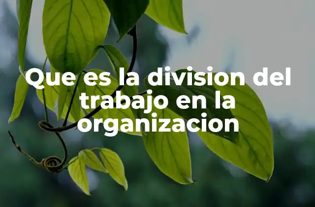 Que es la Division Del Trabajo en la Organizacion