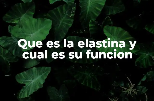 Que es la Elastina y Cual es Su Funcion
