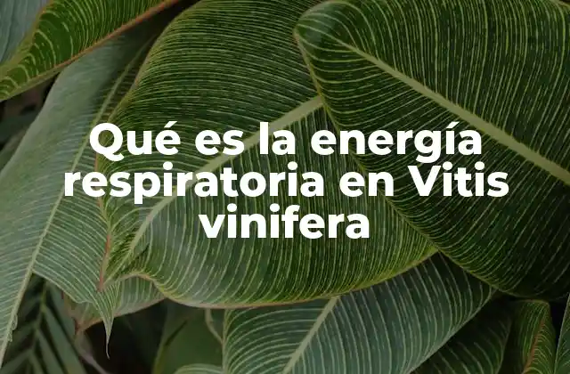 Qué es la Energía Respiratoria en Vitis Vinifera