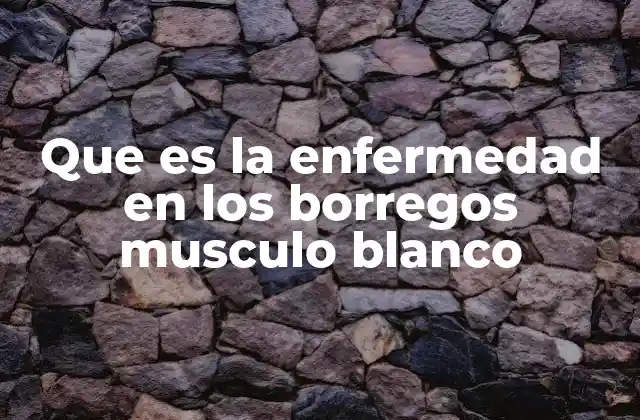 Que es la Enfermedad en los Borregos Musculo Blanco