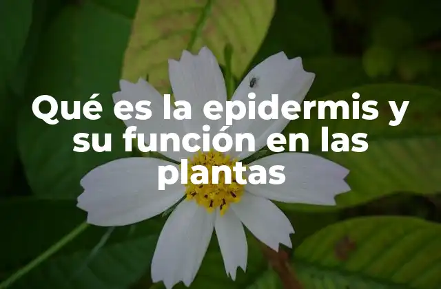 Qué es la Epidermis y Su Función en las Plantas