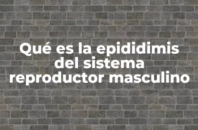 Qué es la Epididimis Del Sistema Reproductor Masculino