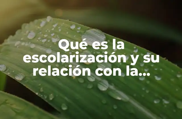Qué es la Escolarización y Su Relación con la Educación