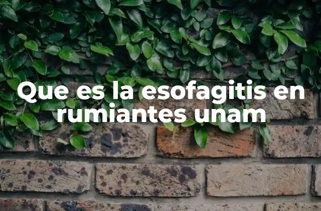 Que es la Esofagitis en Rumiantes Unam