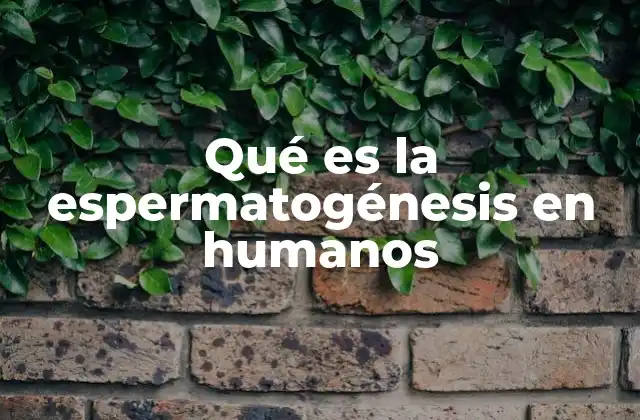El papel de los testículos en la producción de espermatozoides