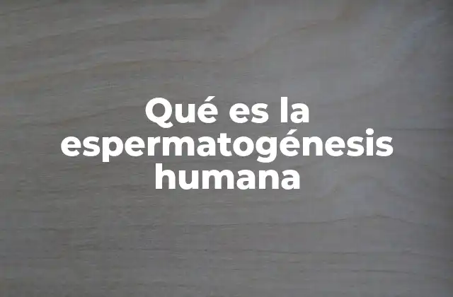 Qué es la Espermatogénesis Humana