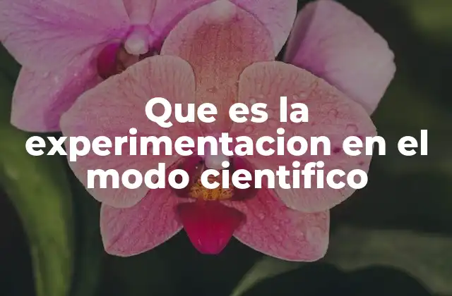 Que es la Experimentacion en el Modo Cientifico 2 La base de la investigación científica: más allá de la teoría