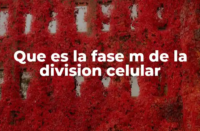 Que es la Fase M de la Division Celular